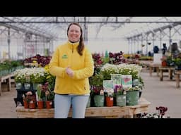 PETITTI | Plant Spring Ephemeral Perennials for Early Season Blooms