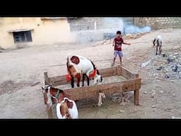 Village Life in Karachi