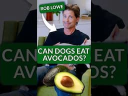 Are Avocados Safe for Dogs?—Rob Lowe Answers Trivia for Puppy Playtime!