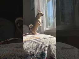 This Chihuahua is Ripped #shorts