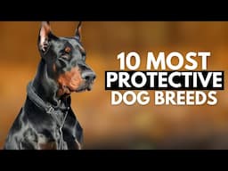 Top 10 Dogs That Will Protect You No Matter What!