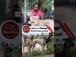 கைப்படம்: சிப்பிப்பாறை நாய்களின் தோற்றம்🐕 Chippiparai Dogs History & Lineage #shorts #dogvideos #pet