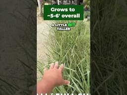 Fakahatchee Grass: Stunning & SO Easy! (Southern Gardens 8-11) #garden  #plants #nativeplants
