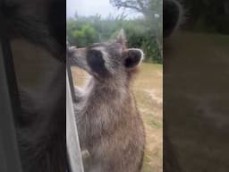 Peeping Tom