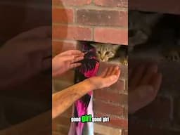 Animals That Asked people for help &kindness  #short 66 #animalshelp                  #animalrescues