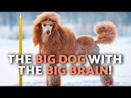This is the GIANT POODLE! 🐩 (Poodle Care, Characteristics, Origin and More)