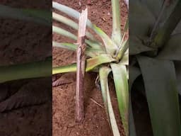 Home Grown pineapple!!