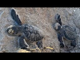 Live | Nonprofit speaks out after filing lawsuit against Nassau Co. in effort to protect sea turtles