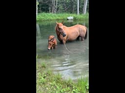 Foal season is starting 😍