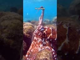 Octopus Fights Off Angry Fish ! 😳🥊