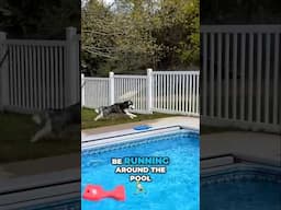 The Dramatic Build-Up to a Husky's First Time Swimming in the Big Pool!