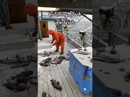 Jigging Rockfish on a Winter Day! #alaska #fishing #rockfish
