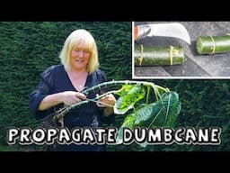 Propagating Dumbcane 3 Ways || Repotting & Managing Leggy Dieffenbachia