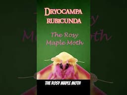 The Rosy Maple Moth