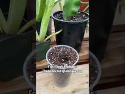 The Classic Method to Propagate Any Plant (That Still Works)