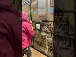 150+ Wildcats In A Storm?! 🙀⚡️ || The Wildcat Sanctuary
