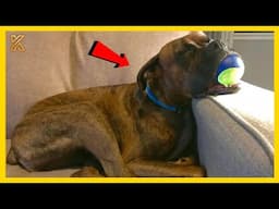 🐕😂Boxers Are The Weirdest Yet Most Adorable Dogs Ever!👍