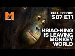 Hsiao-Ning's Last Day | Season 7 Episode 11 | Full Episode | Monkey Life