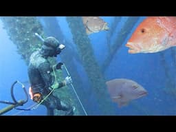Spearfishing Underwater TOWERS! ASMR Non-Stop Action | Backyard Catch N Cook
