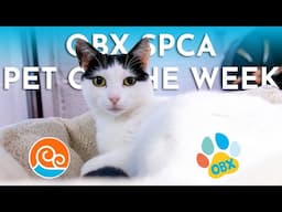 Outer Banks SPCA Pet of the Week: Ivory (March 31, 2025)