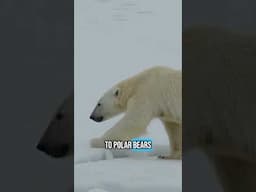 A new study shows that polar bears aren’t getting enough food to maintain their population #science
