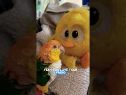Puffman Caiqie Has a New BFF🥹 #parrots #cuteanimals #animalfriends