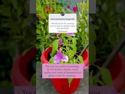 Ask me anything about Bougainvillea