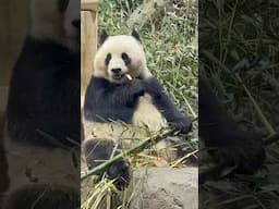 We Met the Cutest Animals at the Smithsonian Zoo 🐼