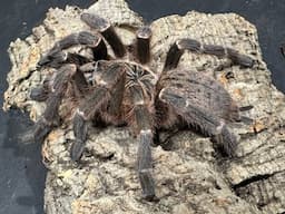 Pterinochilus murinus DCF  Kigoma  rehouse and care