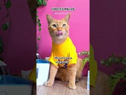 Dia 4 contando chistes con mis GATOS bonitos 😹🤣 #HUMOR #chistedegatos #humor #comedia #parodia