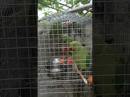Parrots eating watermelon #parrot #petbirds #tarbuj #watermelon