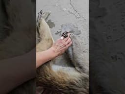 FIR against Municipal Corporation - SPCA Gurugram for Monkey killing