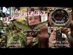 Planty updates | New plants, growing alocasia, no drainage & more!
