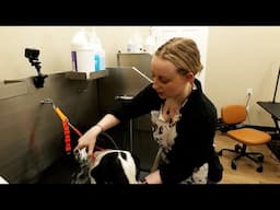 I worked as a dog groomer for a day. It was "paw"some.