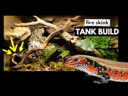 Turning an Empty Tank into a Fire Skink Paradise | 80 Gallon Bioactive Build