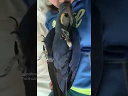 MACAW parrot Acting Like a REAL BABY!
