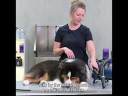Expert Tip by Ester Porteman - Drying a double-coated breed - Head over Tails