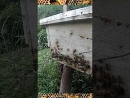 Africanized Bees at Work 🐝 🐝 🐝 Fortportal