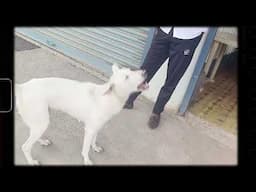 Desi Dog Owners SHOCKED By Simple Training Secrets