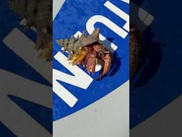 Nature is cruel. Hermit crabs kill Conch to steal their shells. #nature #viralvideo