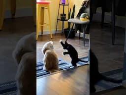 When mom bring home a new cat 😾💥 #shortvideo #cat #funny