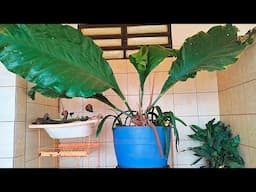 PLANTA E VASOS INUSITADO primeira vez que vejo essa planta