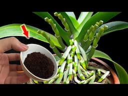 Sprinkle 1 Teaspoon! Any Orchid Will Grow Fast And Bloom Like Crazy!