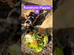 Kunekune piggies eating breakfast 🐷 #farmlife #kunekunepig