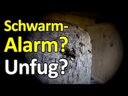 Bienenschwarm-Alarm? Oder Unfug? Darum schwärmen Bienen