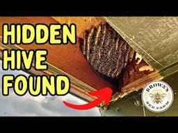 Thousands of Bees Discovered Under This Lakehouse in Seguin TX!