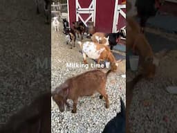 Evening milking with the goat herd💕