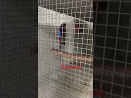 hyper red rosella #chakraborty birds farm #