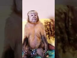 America’s Monkey! MonkeyHappy #shorts #monkeys #cute