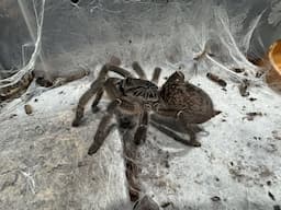 Ceratogyrus meridionalis, Zimbabwe Grey pairing